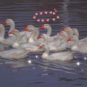 精品㊙️一区二三区免费雷安胖子
